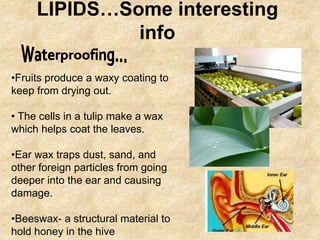 LIPIDS…Some interesting
              info

•Fruits produce a waxy coating to
keep from drying out.

• The cells in a tulip make a wax
which helps coat the leaves.

•Ear wax traps dust, sand, and
other foreign particles from going
deeper into the ear and causing
damage.

•Beeswax- a structural material to
hold honey in the hive
 