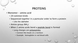 PROTEINS 
• Monomer – amino acid 
• 20 common kinds 
• Sequenced together in a particular order to form a protein 
• Like the alphabet 
• Amine group (NH2) 
• When 2 amino acids bond a peptide bond is formed 
• Long changes are polypeptides 
• Connect like beads on a necklace 
• Example: hemoglobin in red blood cells 
 