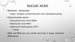 NUCLEIC ACIDS 
• Monomer: Nucleotide 
• Sugar, nitrogen-containing back and a phosphate group 
• Polynucleotide chains 
• Deoxyribonucleic Acid (DNA) 
• Ribonucleic Acid (RNA) 
• Adenosine Triphosphate (ATP) 
• Energy 
• DNA and RNA are very similar but have 2 major chemical 
differences 

