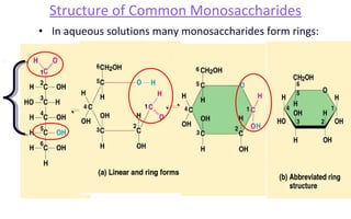 • In aqueous solutions many monosaccharides form rings:
Structure of Common Monosaccharides
 