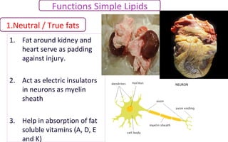 Functions Simple Lipids
1.Neutral / True fats
1. Fat around kidney and
heart serve as padding
against injury.
2. Act as electric insulators
in neurons as myelin
sheath
3. Help in absorption of fat
soluble vitamins (A, D, E
and K)
 