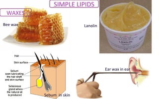 Bee wax
WAXES
Sebum in skin
Lanolin
Ear wax in ear
SIMPLE LIPIDS
 