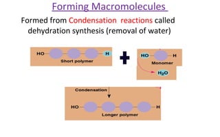 Formed from Condensation reactions called
dehydration synthesis (removal of water)
Forming Macromolecules
 