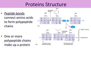 • Peptide bonds
connect amino acids
to form polypeptide
chains
• One or more
polypeptide chains
make up a protein
Proteins Structure
 