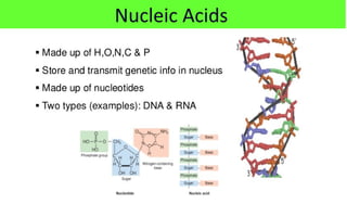 Nucleic Acids
 