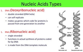 1. DNA (Deoxyribonucleic acid)
– double stranded (DNA helix)
– can self replicate
– makes up genes which code for proteins is
passed from one generation to another
1. RNA (Ribonucleic acid)
– single stranded
– functions in actual synthesis of proteins coded
for by DNA
– is made from the DNA template molecule
Nucleic Acids Types
 