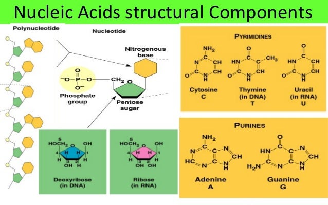 the structure and function of macromolecules 1 chapter 5 - the structure and function of large biological molecules outline i macromolecules ii carbohydrates – simple and complex. the structure and function of macromolecules 1 chapter 5 - the structure and function of large biological molecules outline i macromolecules ii carbohydrates – simple and complex.