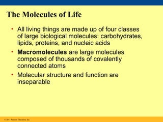 The Molecules of Life
• All living things are made up of four classes
of large biological molecules: carbohydrates,
lipids, proteins, and nucleic acids
• Macromolecules are large molecules
composed of thousands of covalently
connected atoms
• Molecular structure and function are
inseparable
© 2011 Pearson Education, Inc.
 