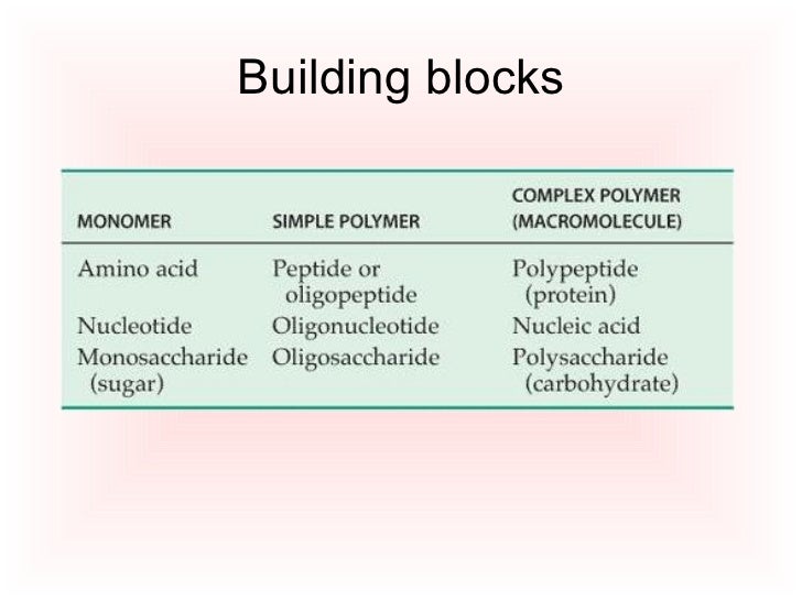 Building Block Of Carbohydrate Molecule Building Block Of Carbohydrate Molecule