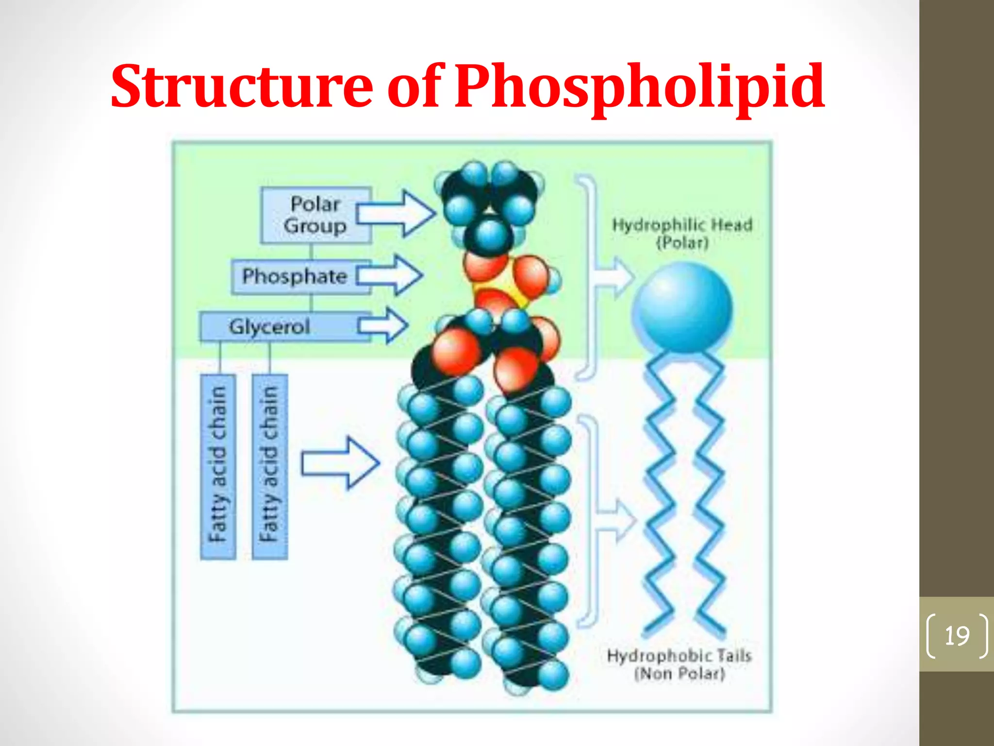 Structure of Phospholipid 
19 
 