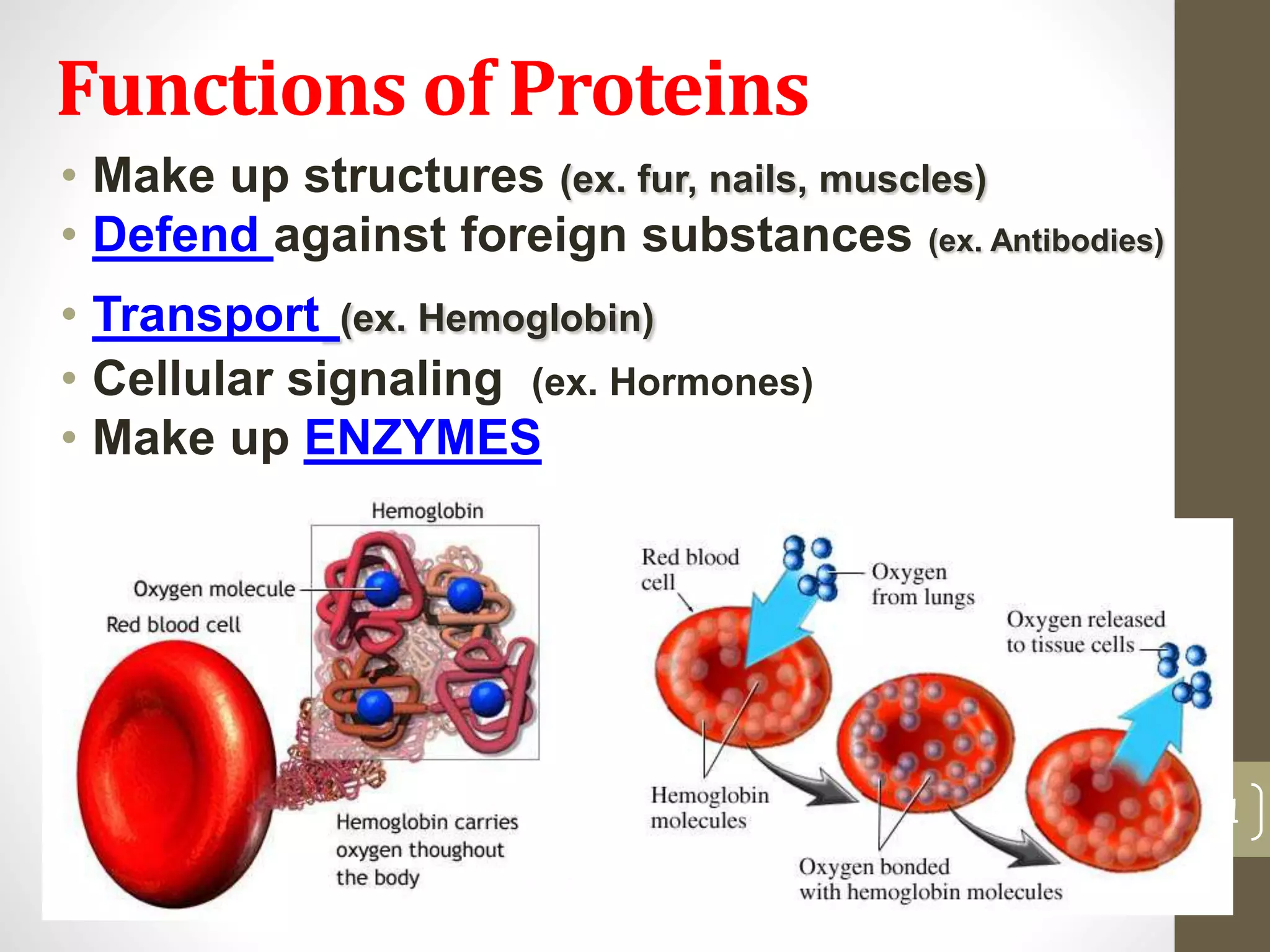Functions of Proteins 
• Make up structures (ex. fur, nails, muscles) 
• Defend against foreign substances (ex. Antibodies) 
• Transport (ex. Hemoglobin) 
• Cellular signaling (ex. Hormones) 
• Make up ENZYMES 
21 
 