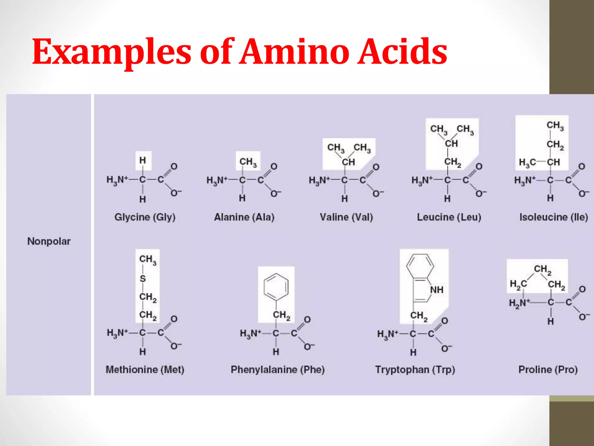 Examples of Amino Acids 
23 
 
