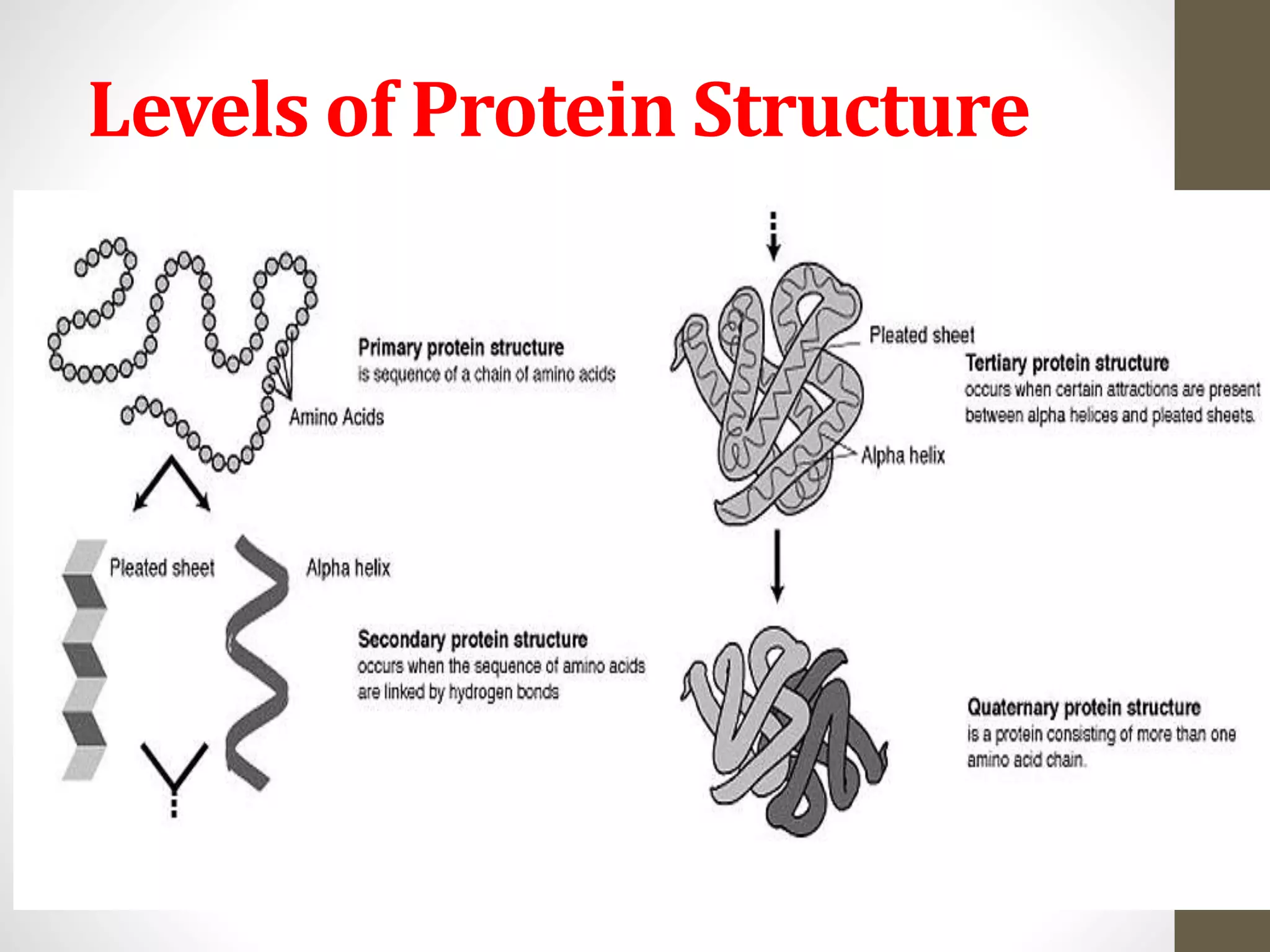 Levels of Protein Structure 
24 
 