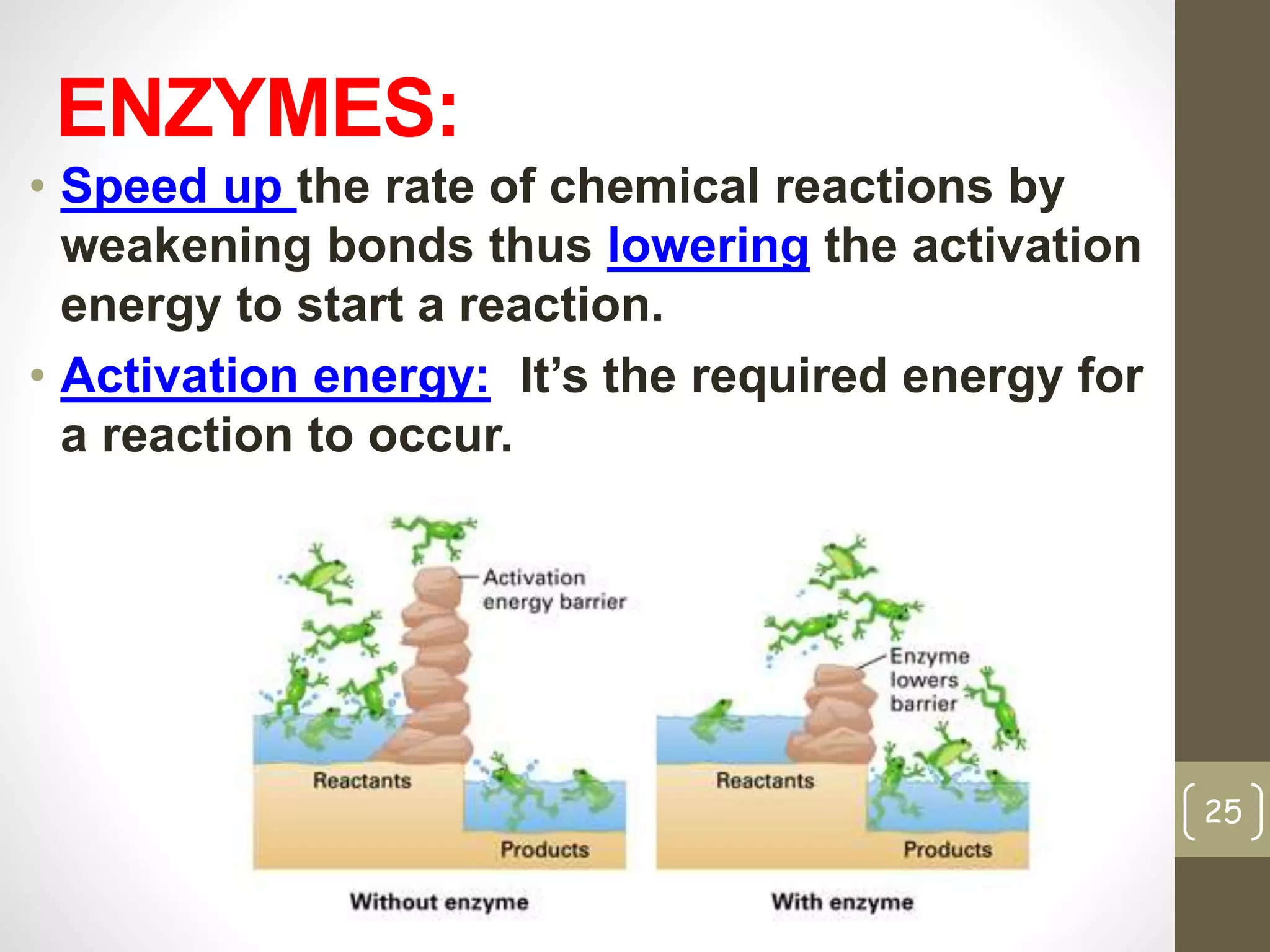 ENZYMES: 
• Speed up the rate of chemical reactions by 
weakening bonds thus lowering the activation 
energy to start a reaction. 
• Activation energy: It’s the required energy for 
a reaction to occur. 
25 
 