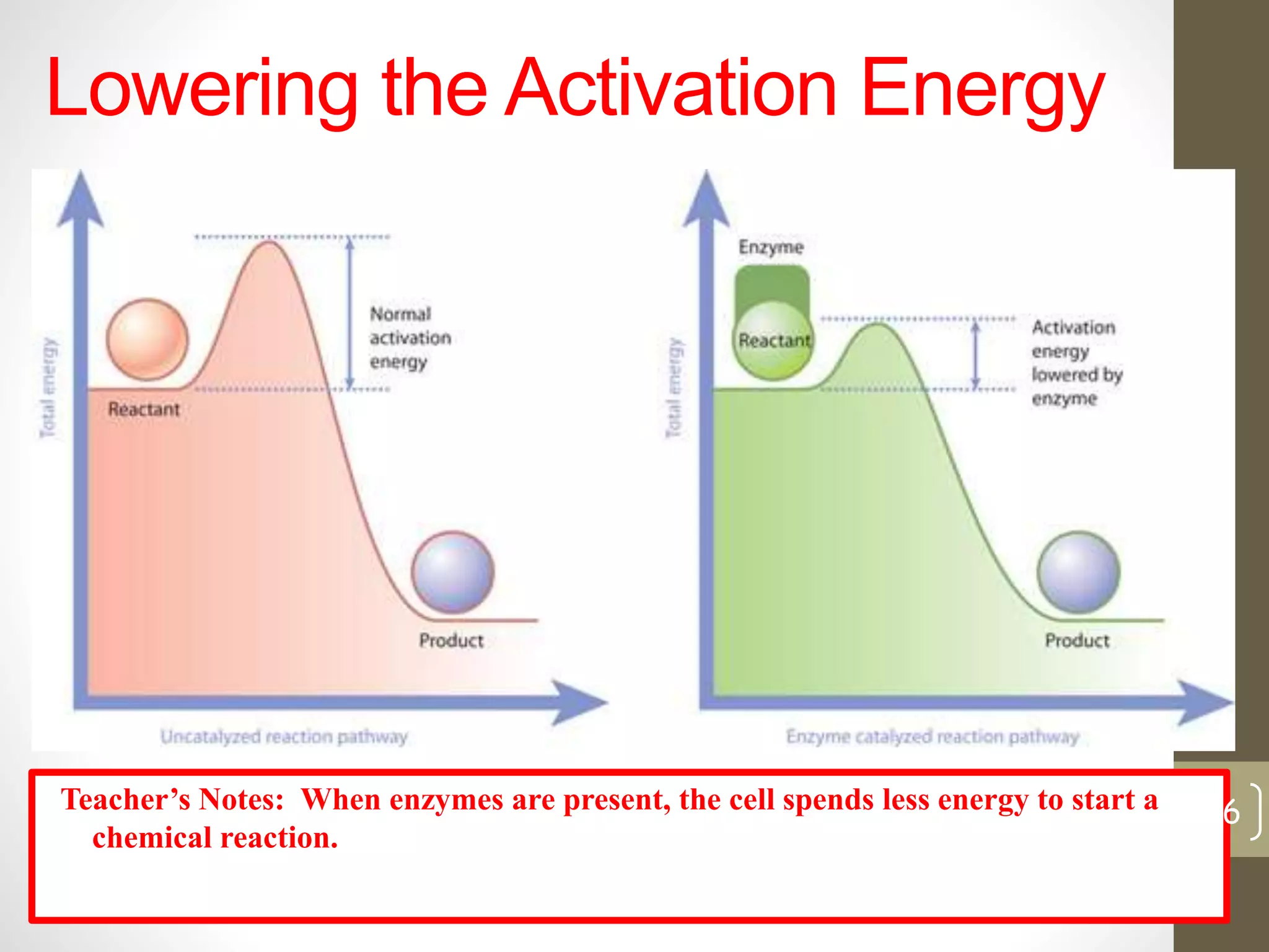Lowering the Activation Energy 
Teacher’s Notes: When enzymes are present, the cell spends less energy to start a 
chemical reaction. 
26 
 