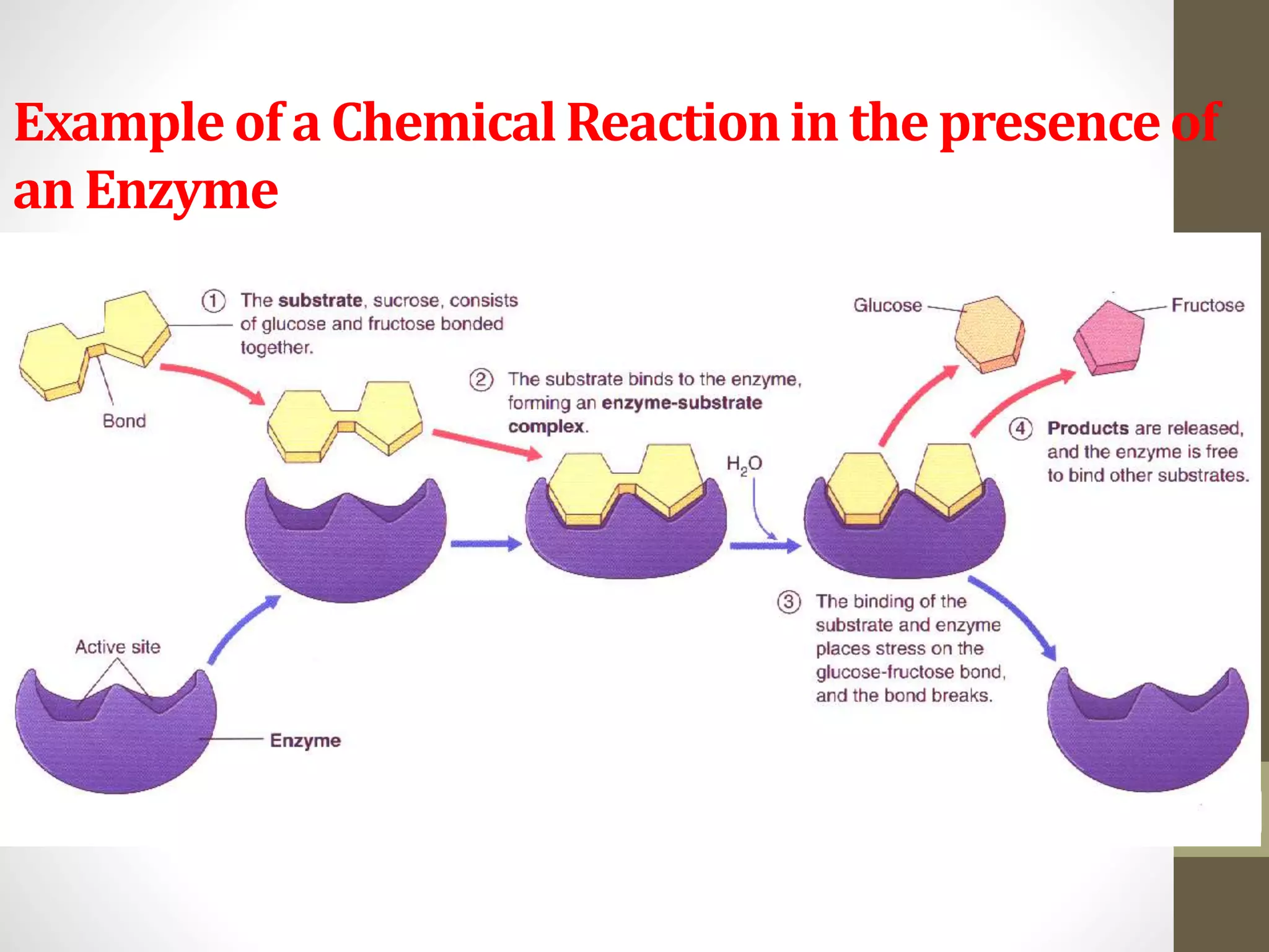 Example of a Chemical Reaction in the presence of 
an Enzyme 
27 
 