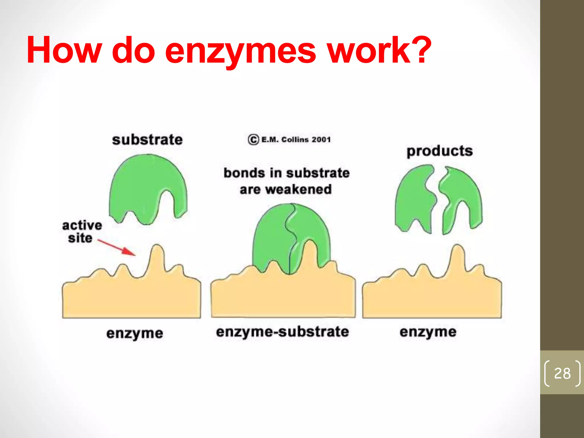 How do enzymes work? 
28 
 