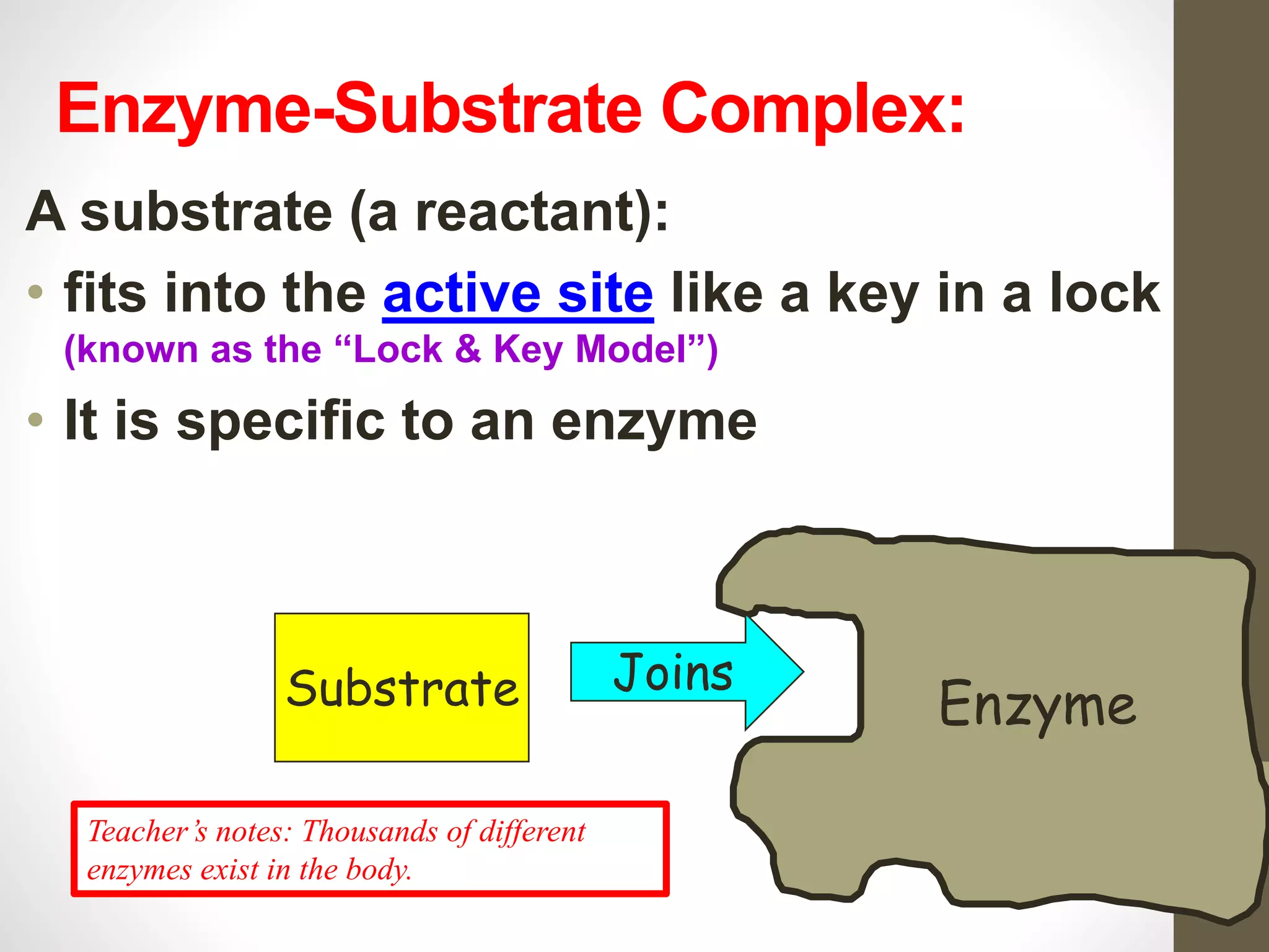 Enzyme-Substrate Complex: 
A substrate (a reactant): 
• fits into the active site like a key in a lock 
(known as the “Lock & Key Model”) 
• It is specific to an enzyme 
29 
Substrate Enzyme Joins 
Teacher’s notes: Thousands of different 
enzymes exist in the body. 
 