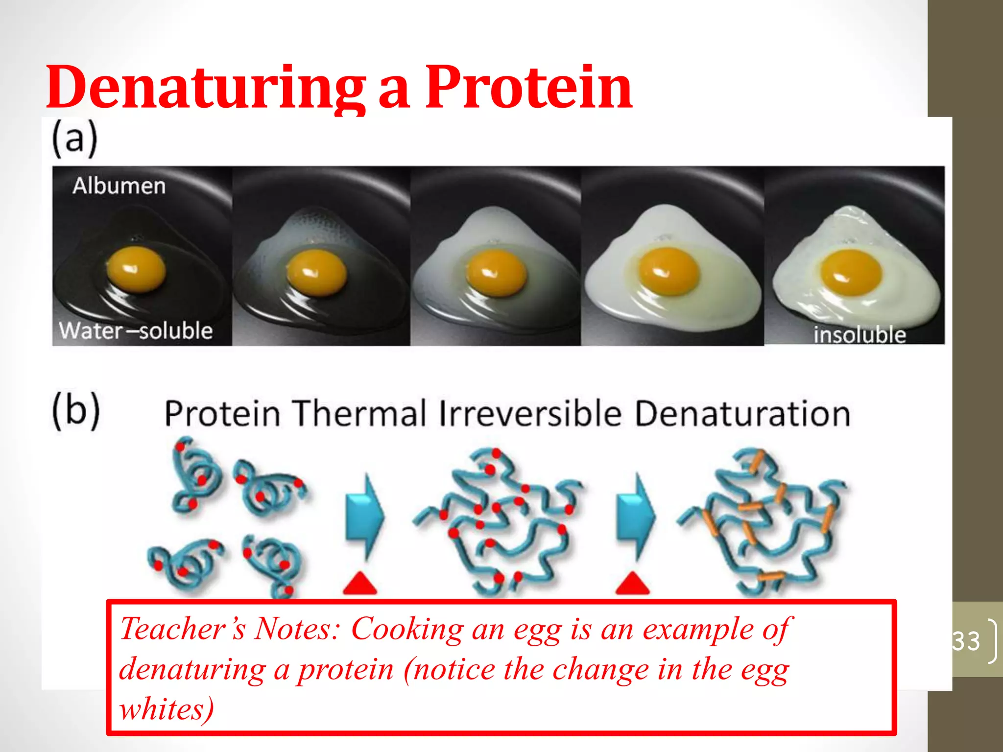 Denaturing a Protein 
Teacher’s Notes: Cooking an egg is an example of 33 
denaturing a protein (notice the change in the egg 
whites) 
 