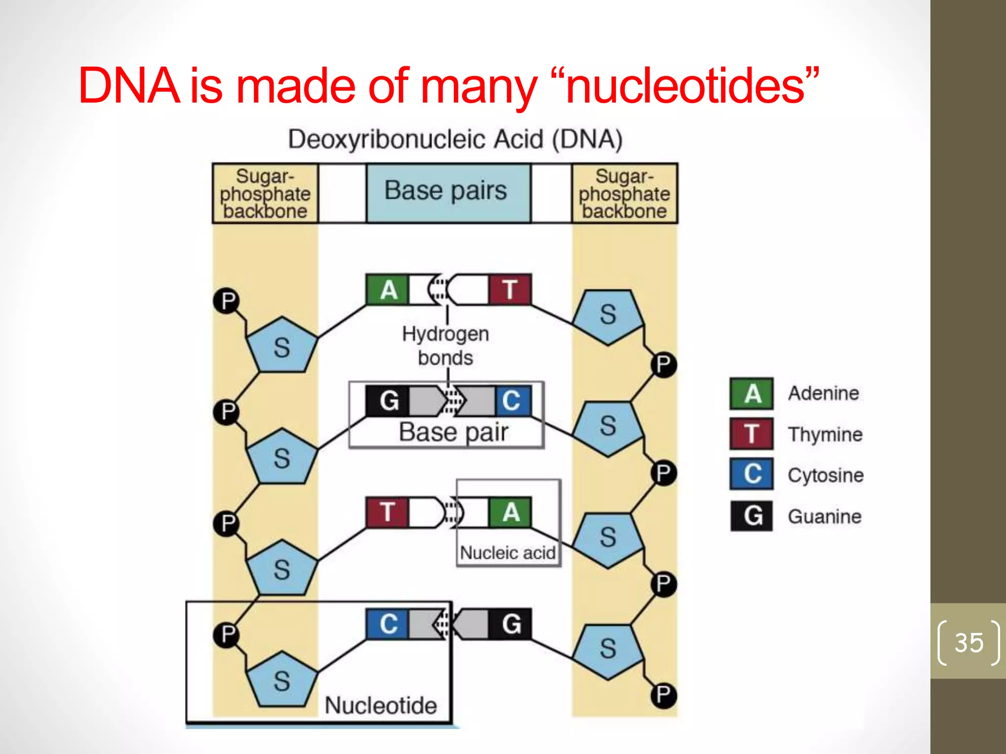 DNA is made of many “nucleotides” 
35 
 