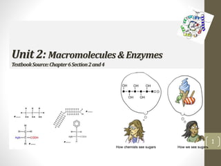 Unit 2: Macromolecules & Enzymes 
Textbook Source: Chapter 6 Section 2 and 4 
1 
 