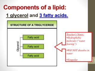 Components of a lipid: 
1 glycerol and 3 fatty acids. 
15 
Teacher’s Notes: 
•Hydrophobic 
molecule (“water 
fearing”) 
•Will NOT dissolve in 
water 
•Nonpolar 
 