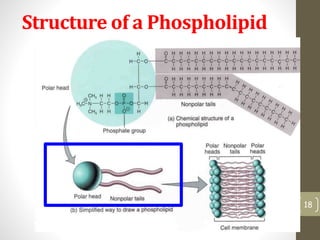 Structure of a Phospholipid 
18 
 