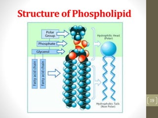 Structure of Phospholipid 
19 
 