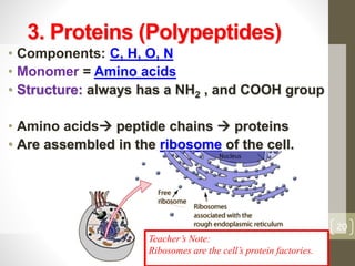 3. Proteins (Polypeptides) 
• Components: C, H, O, N 
• Monomer = Amino acids 
• Structure: always has a NH2 , and COOH group 
• Amino acids peptide chains  proteins 
• Are assembled in the ribosome of the cell. 
20 
Teacher’s Note: 
Ribosomes are the cell’s protein factories. 
 