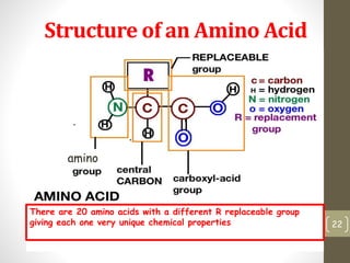 Structure of an Amino Acid 
22 
amino 
There are 20 amino acids with a different R replaceable group 
giving each one very unique chemical properties 
 