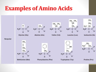Examples of Amino Acids 
23 
 