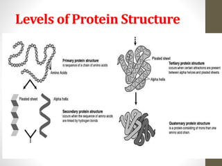 Levels of Protein Structure 
24 
 