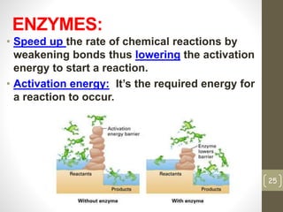 ENZYMES: 
• Speed up the rate of chemical reactions by 
weakening bonds thus lowering the activation 
energy to start a reaction. 
• Activation energy: It’s the required energy for 
a reaction to occur. 
25 
 