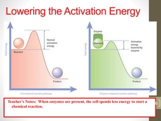 Lowering the Activation Energy 
Teacher’s Notes: When enzymes are present, the cell spends less energy to start a 
chemical reaction. 
26 
 