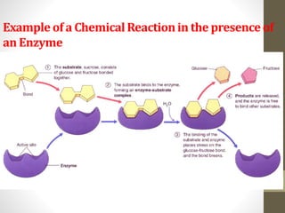Example of a Chemical Reaction in the presence of 
an Enzyme 
27 
 
