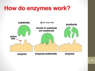 How do enzymes work? 
28 
 
