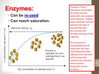 Enzymes: 
• Can be re-used 
• Can reach saturation. 
30 
Teacher’s Notes: 
Saturation means that 
all of the enzyme 
molecules are occupied 
with substrate. Adding 
more substrate will not 
increase the rate of 
reaction because 
the enzymes are 
already working at full 
capacity. 
If an enzyme is 
unsaturated (not all 
molecules are busy 
with substrate), than 
adding more substrate 
will increase the 
reaction rate, because 
more enzyme 
molecules can be 
working. 
 