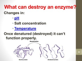What can destroy an enzyme? 
Changes in: 
• pH 
• Salt concentration 
• Temperature 
Once denatured (destroyed) it can’t 
function properly. 
32 
 