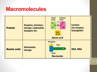 Macromolecules 
37 
 