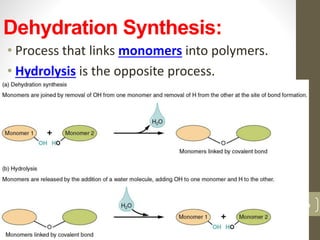 Dehydration Synthesis: 
• Process that links monomers into polymers. 
• Hydrolysis is the opposite process. 
6 
 