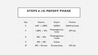 Comprehensive Overview of Macromolecules and Metabolic Pathways in ...