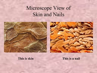 Microscope View of 
Skin and Nails 
This is skin This is a nail 
 