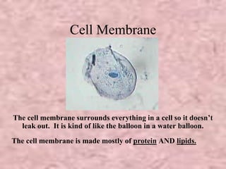 Cell Membrane 
The cell membrane surrounds everything in a cell so it doesn’t 
leak out. It is kind of like the balloon in a water balloon. 
The cell membrane is made mostly of protein AND lipids. 
 