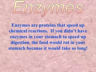 Enzymes are proteins that speed up 
chemical reactions. If you didn’t have 
enzymes in your stomach to speed up 
digestion, the food would rot in your 
stomach because it would take so long! 
 