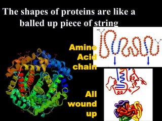 The shapes of proteins are like a 
balled up piece of string 
Amino 
Acid 
chain 
All 
wound 
up 
 