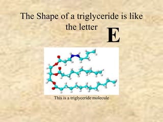 The Shape of a triglyceride is like 
the letter E 
This is a triglyceride molecule 
 