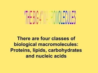 There are four classes of 
biological macromolecules: 
Proteins, lipids, carbohydrates 
and nucleic acids 
 