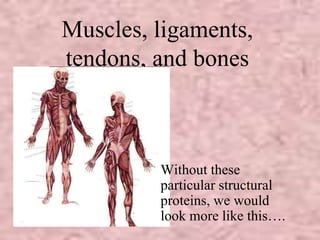 Muscles, ligaments, 
tendons, and bones 
Without these 
particular structural 
proteins, we would 
look more like this…. 
 