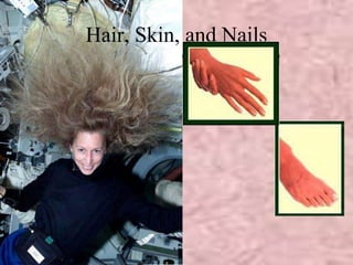 Hair, Skin, and Nails 
 