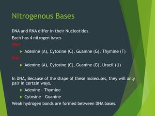 Nitrogenous Bases
DNA and RNA differ in their Nucleotides.
Each has 4 nitrogen bases
DNA
 Adenine (A), Cytosine (C), Guanine (G), Thymine (T)
RNA
 Adenine (A), Cytosine (C), Guanine (G), Uracil (U)
In DNA, Because of the shape of these molecules, they will only
pair in certain ways.
 Adenine – Thymine
 Cytosine – Guanine
Weak hydrogen bonds are formed between DNA bases.
 